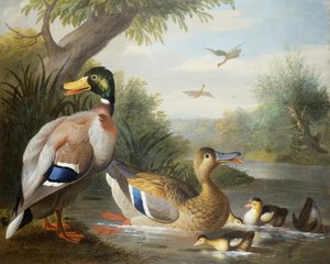 Canards dans un paysage fluvial